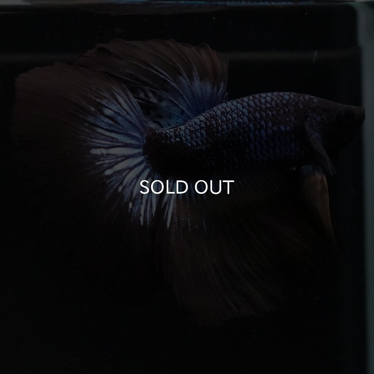 画像6: HM ブルーブラック (6)