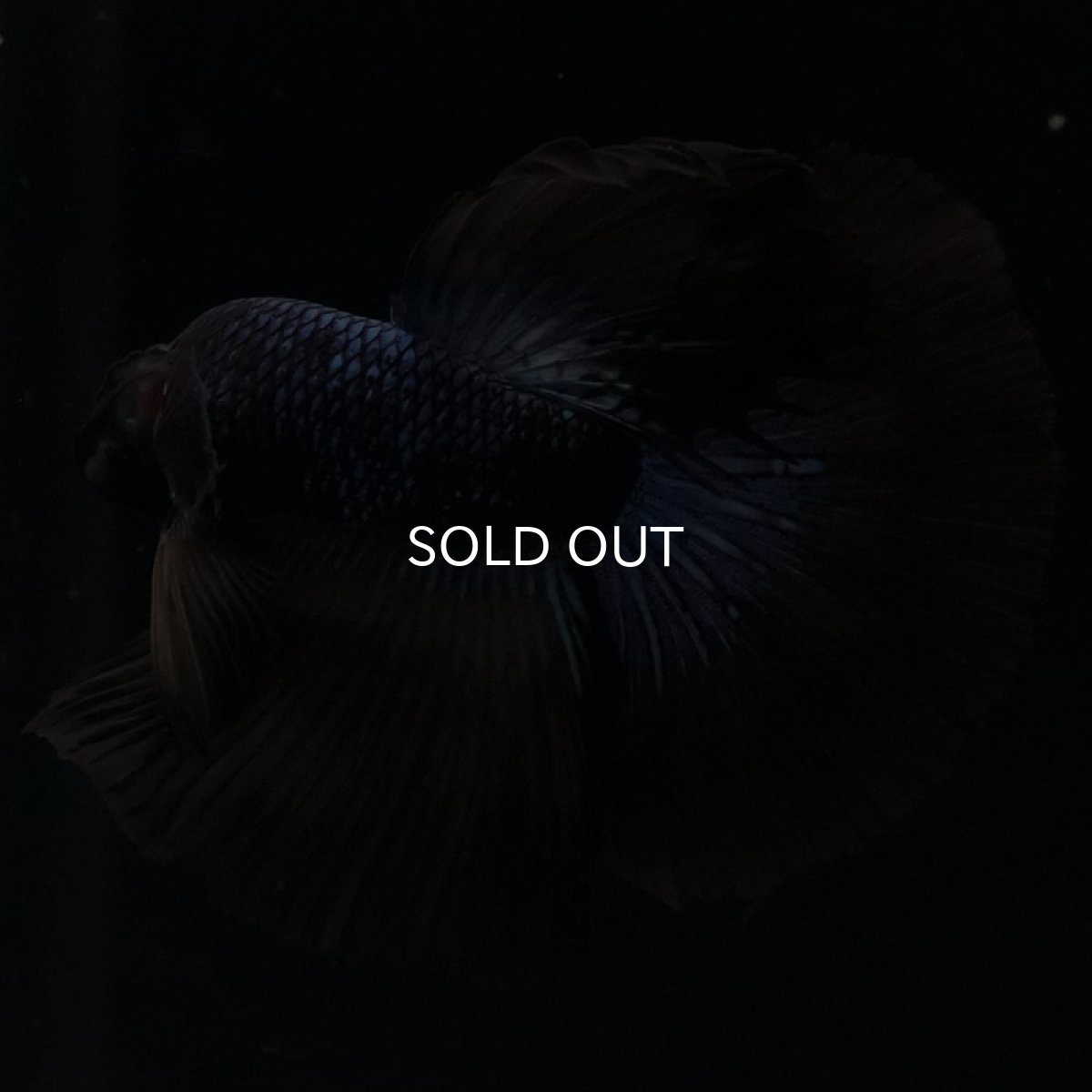 画像3: HM ブルーブラック (3)