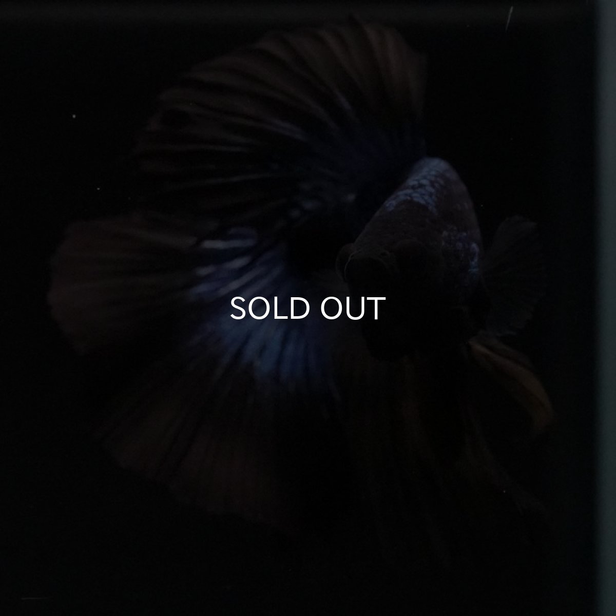 画像2: HM ブルーブラック (2)