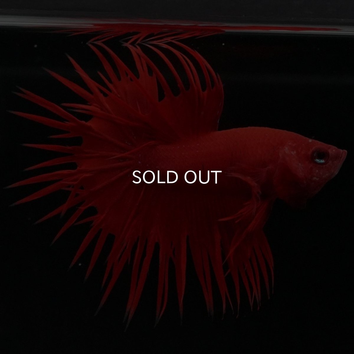 画像6: CT ソリッドレッド (6)