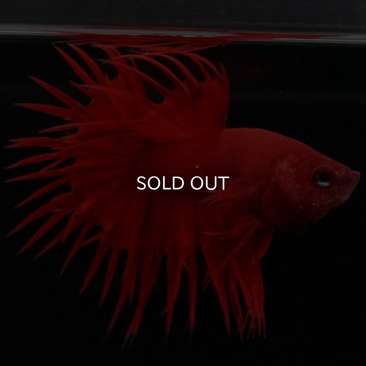 画像2: CT ソリッドレッド (2)