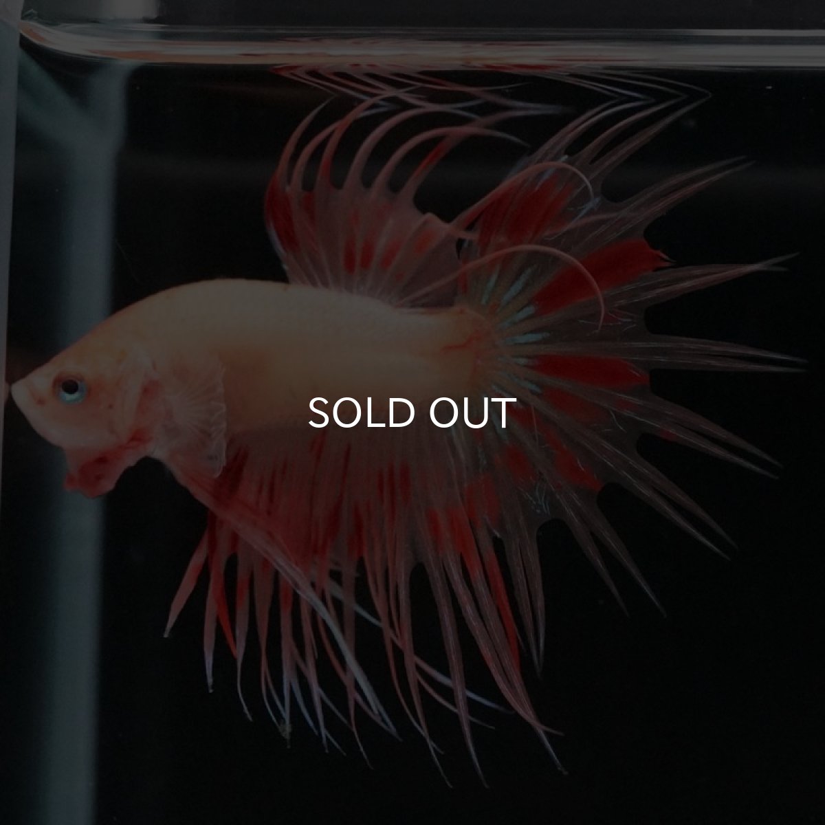 画像10: CT　アルマゲドン (10)