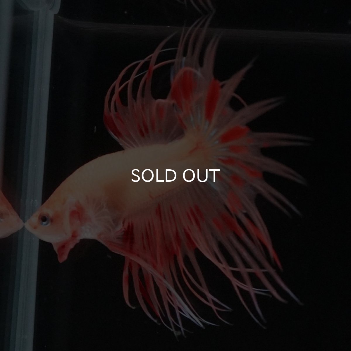 画像9: CT　アルマゲドン (9)