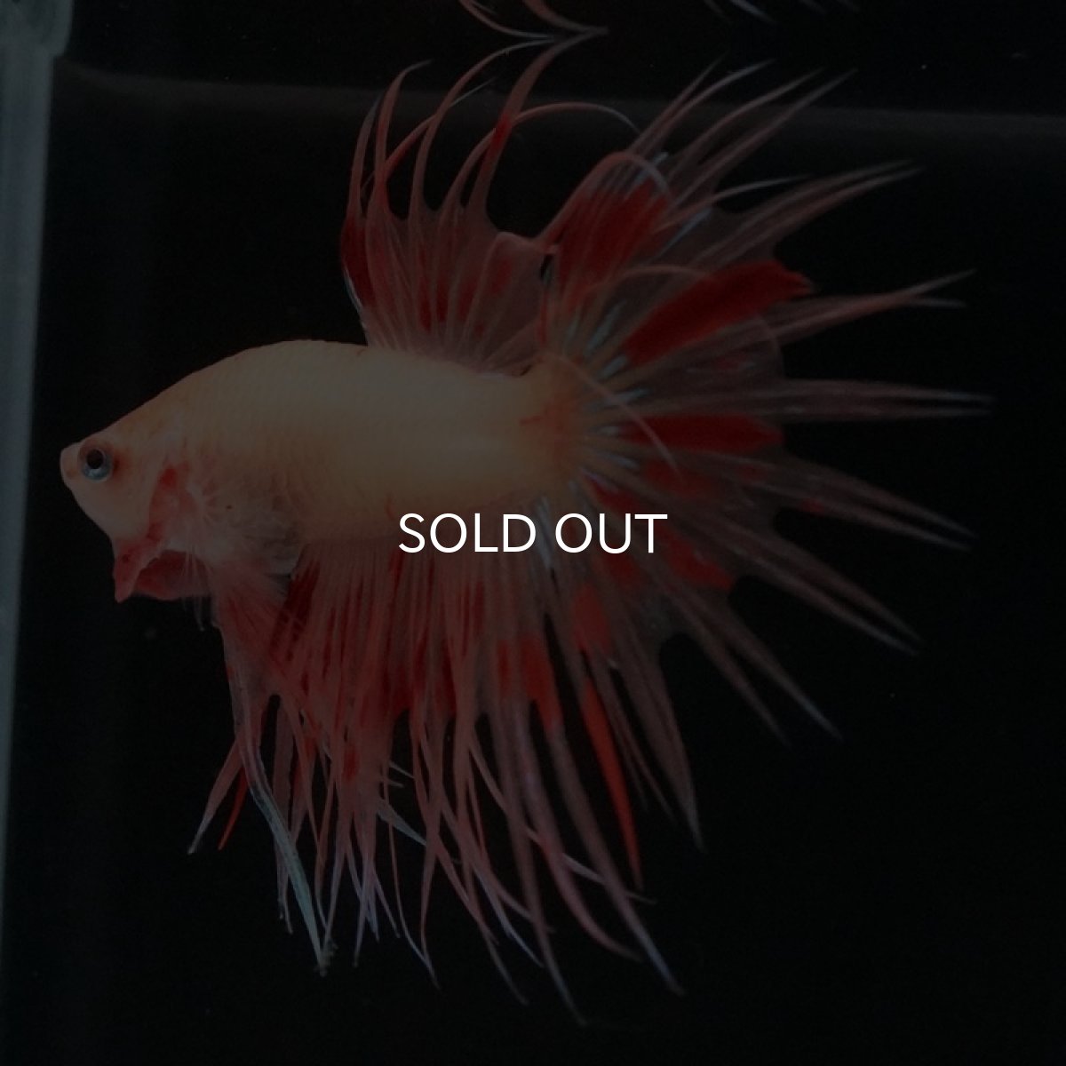 画像8: CT　アルマゲドン (8)