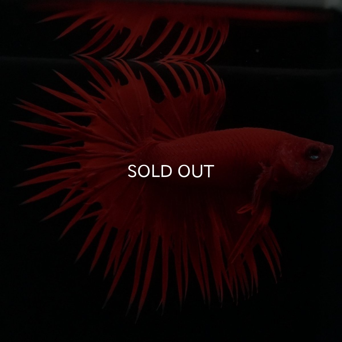 画像4: CT ソリッドレッド (4)