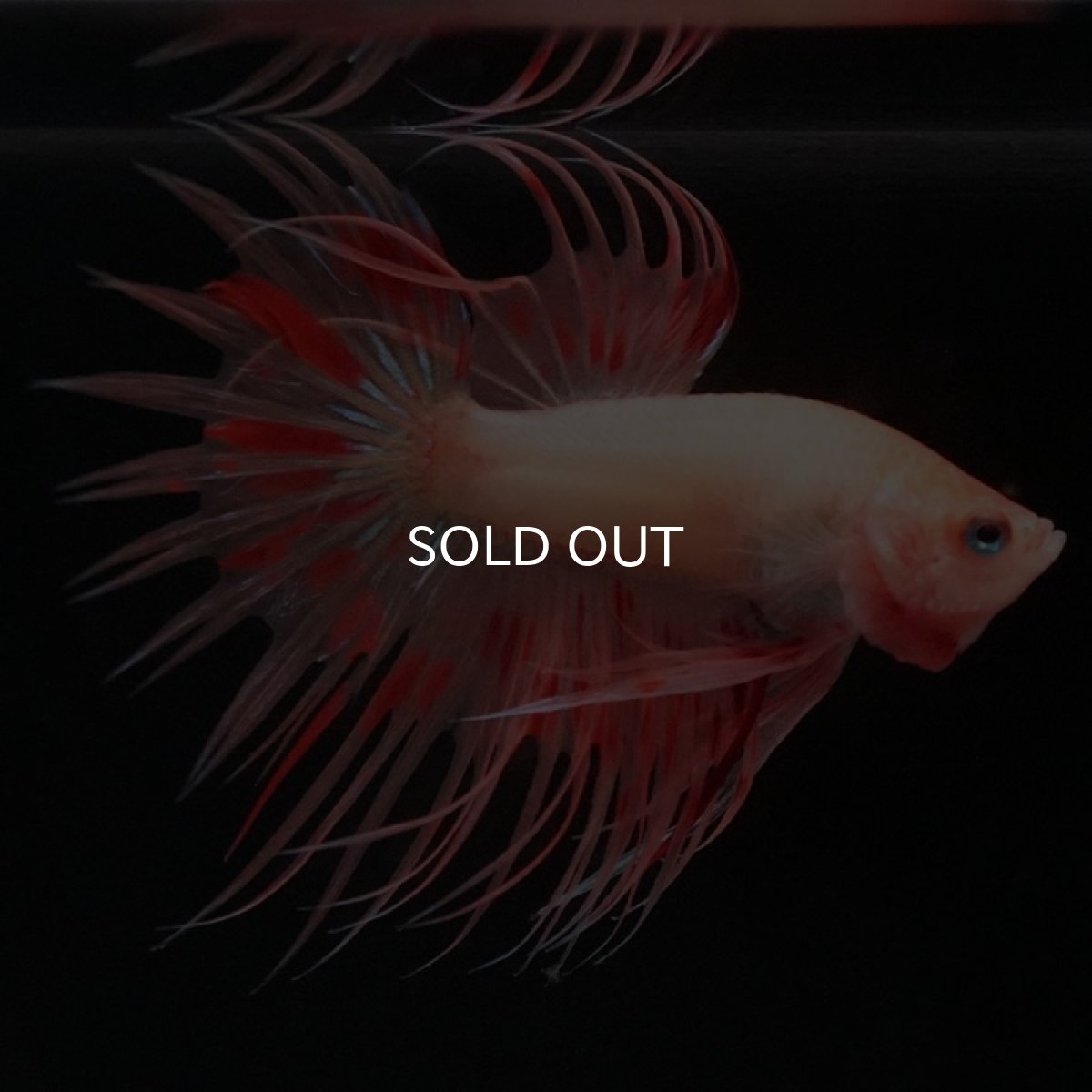 画像7: CT　アルマゲドン (7)