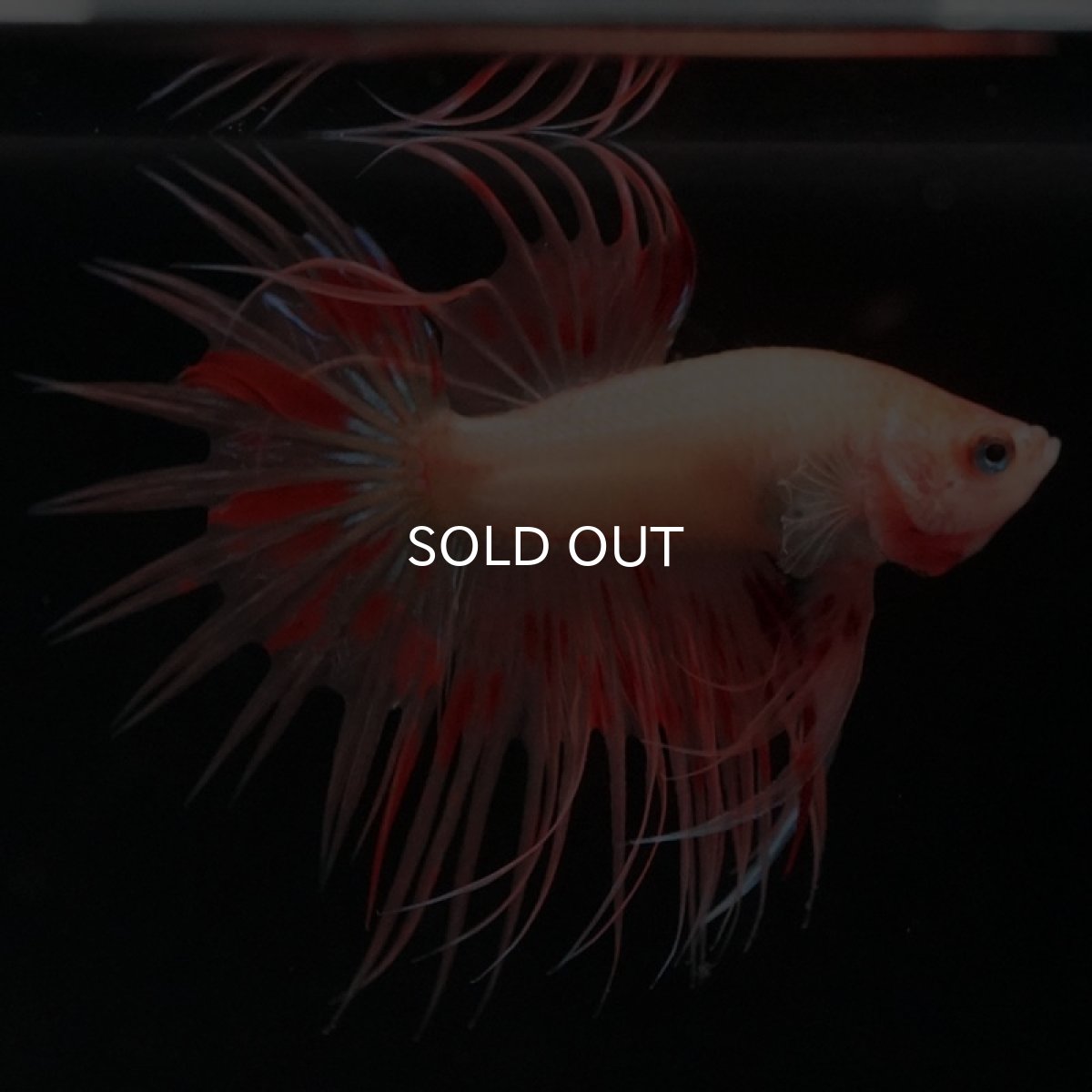 画像5: CT　アルマゲドン (5)