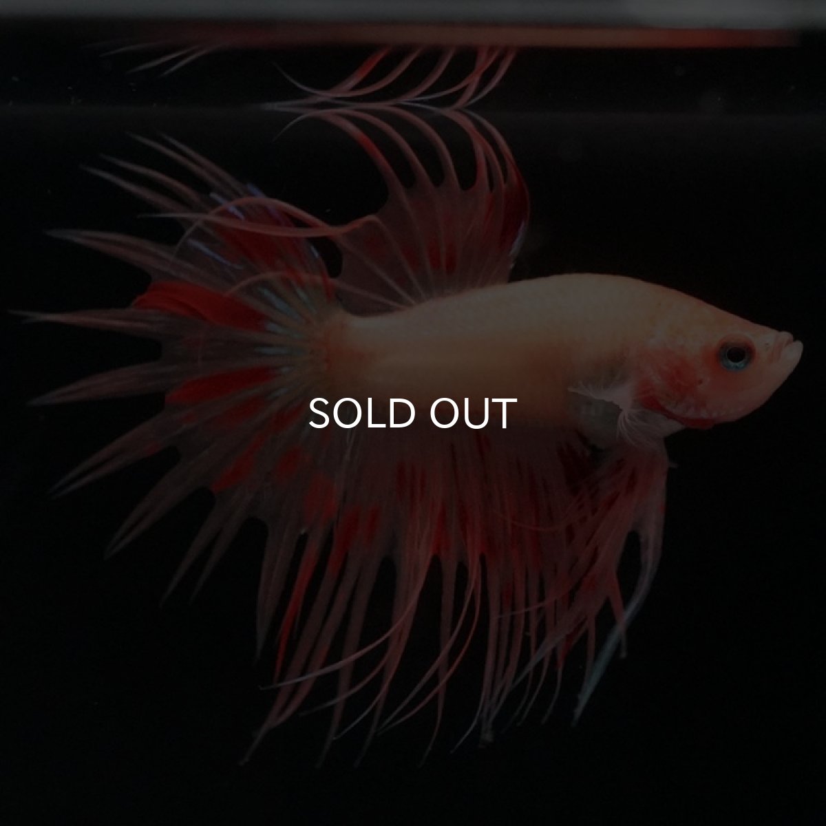 画像3: CT　アルマゲドン (3)