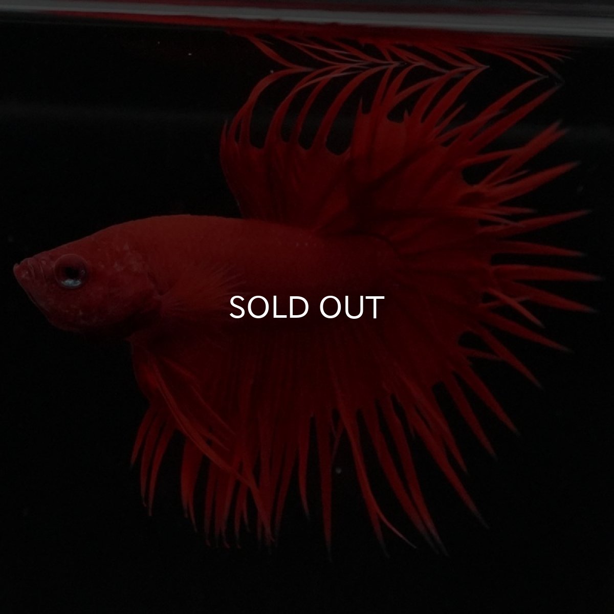 画像5: CT ソリッドレッド (5)