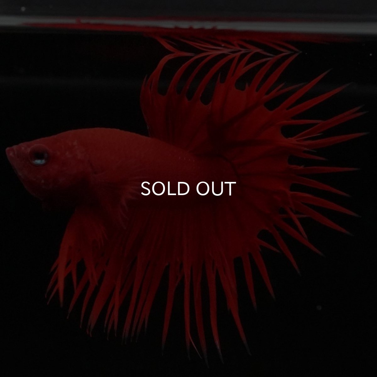 画像3: CT ソリッドレッド (3)