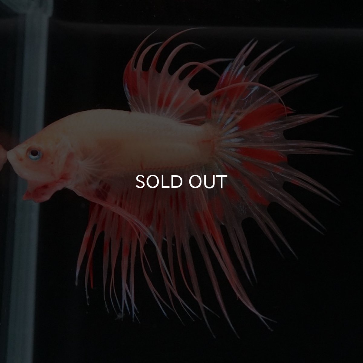 画像6: CT　アルマゲドン (6)