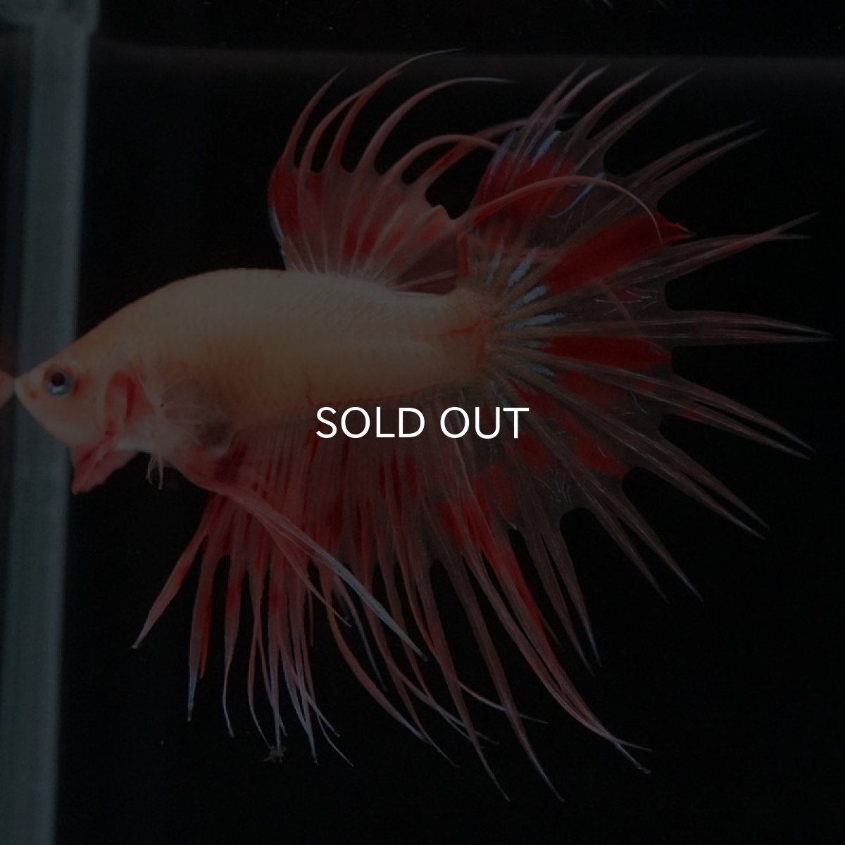 画像4: CT　アルマゲドン (4)