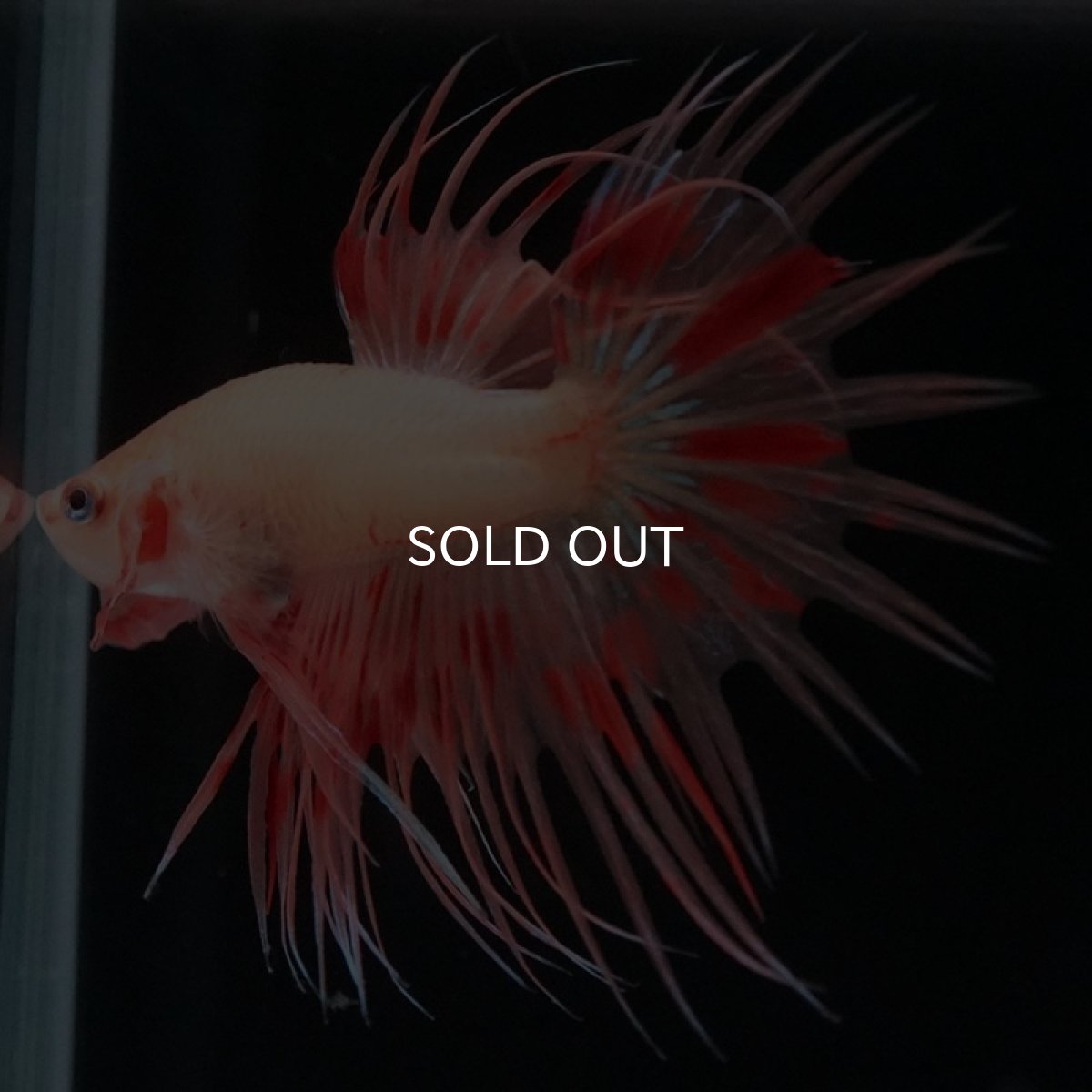 画像2: CT　アルマゲドン (2)