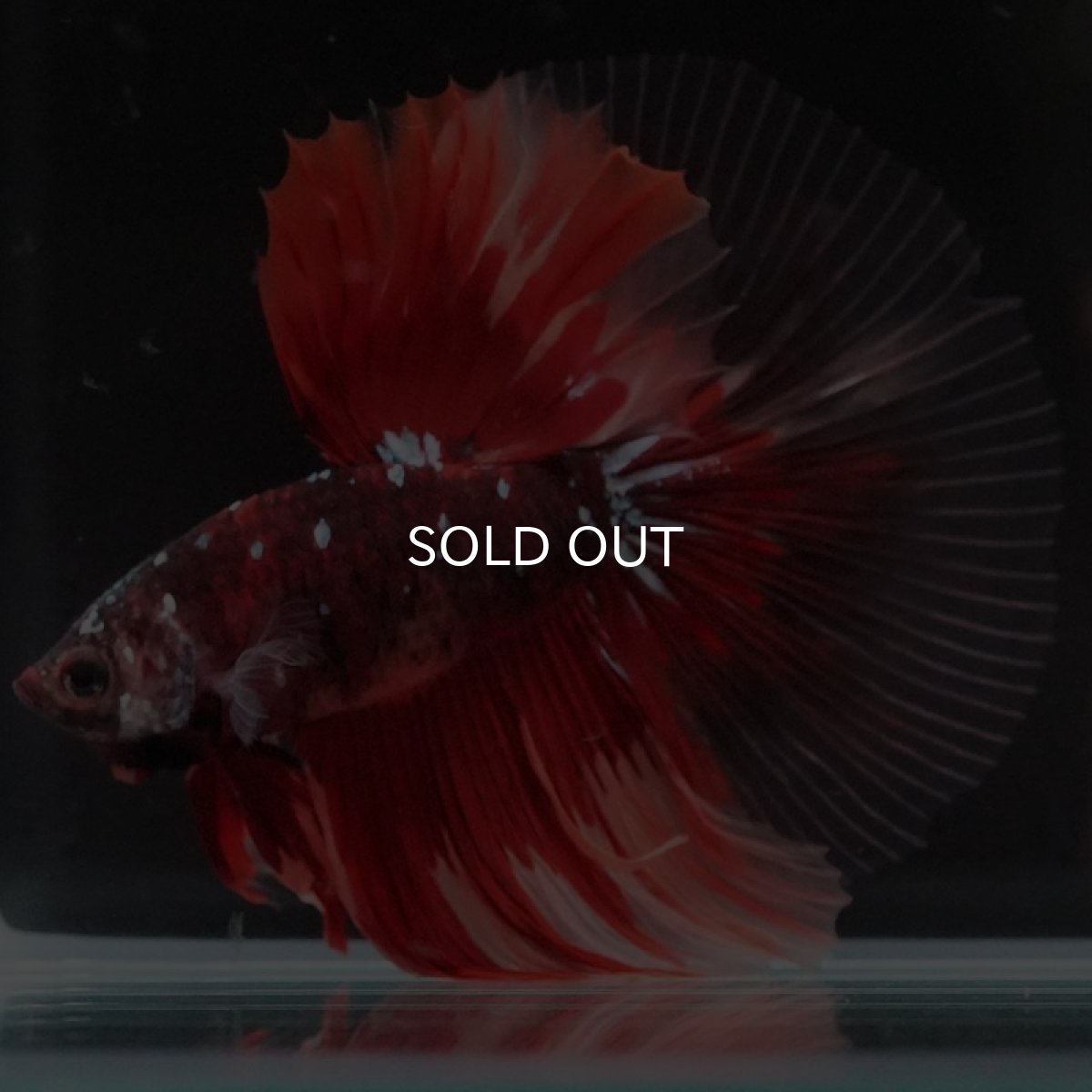 画像8: HM レッドギャラクシー クリアフィン (8)