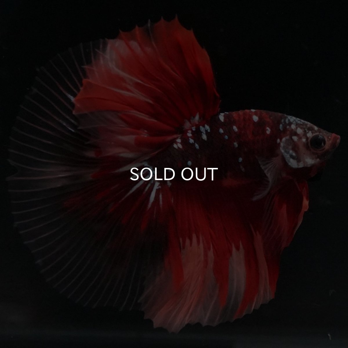 画像7: HM レッドギャラクシー クリアフィン (7)