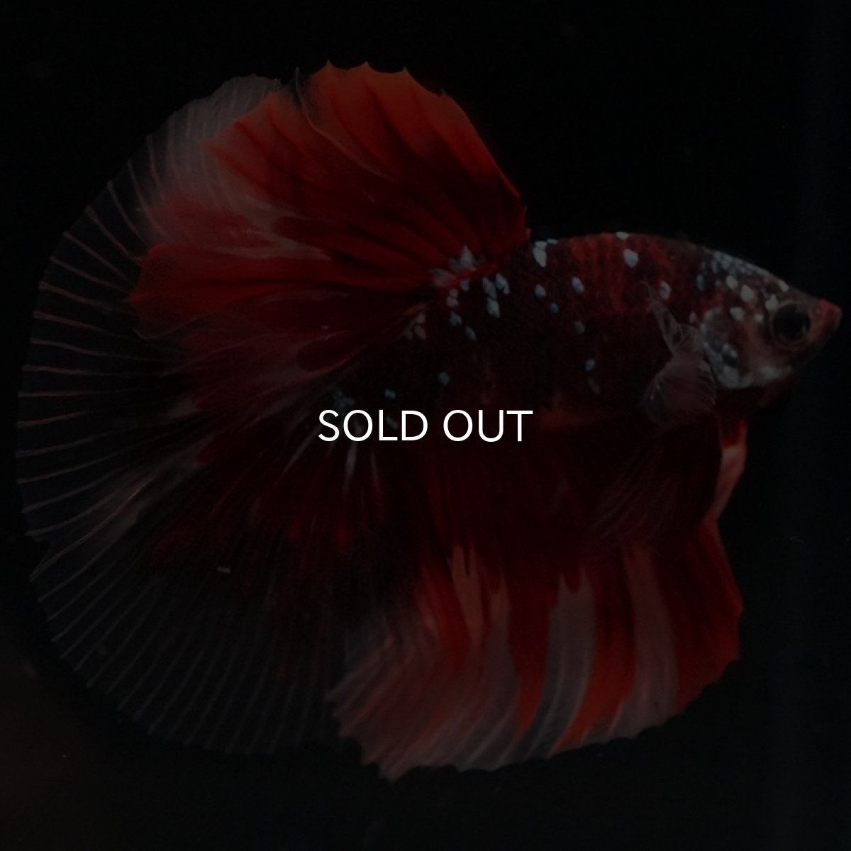 画像3: HM レッドギャラクシー クリアフィン (3)