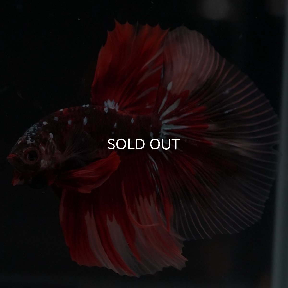 画像6: HM レッドギャラクシー クリアフィン (6)