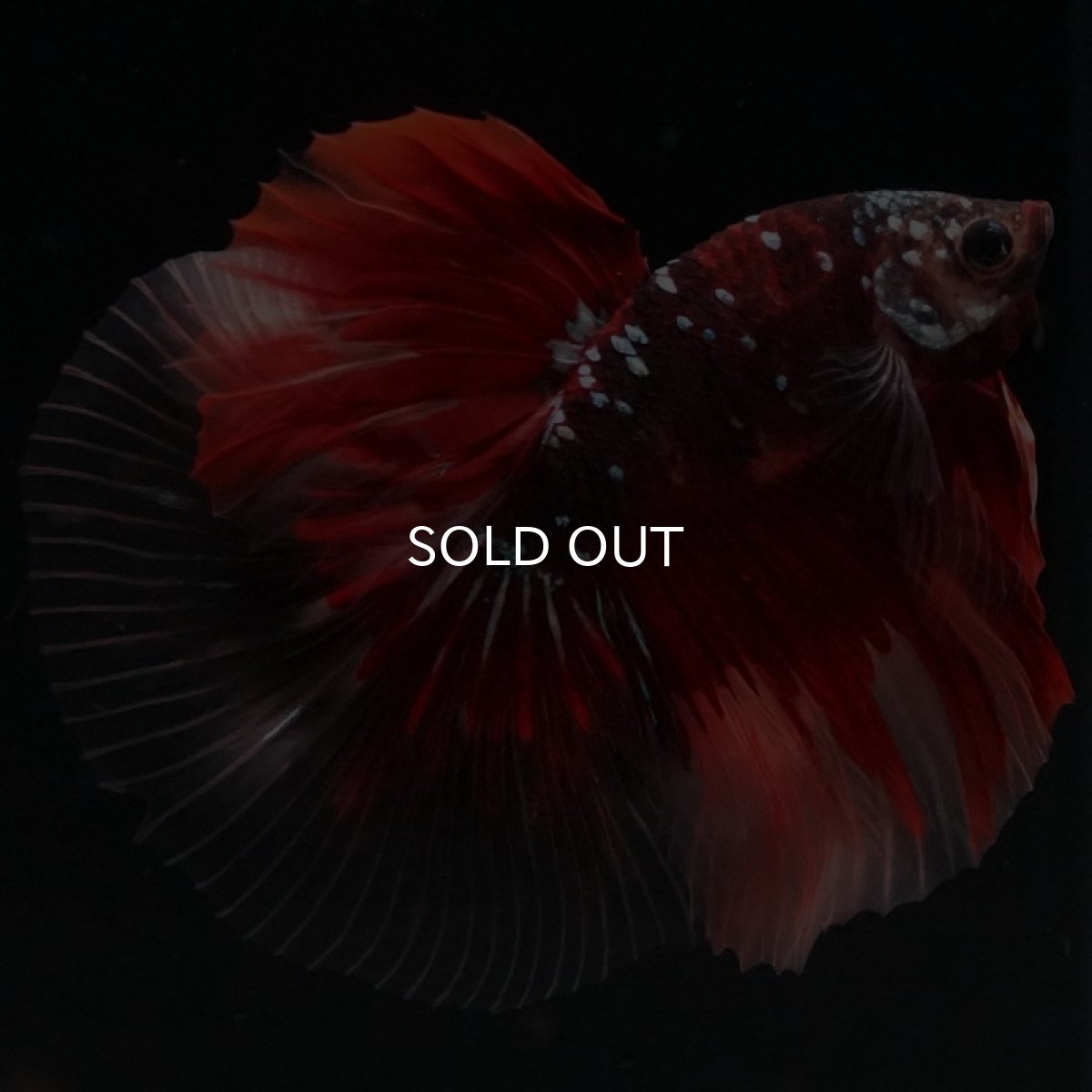 画像5: HM レッドギャラクシー クリアフィン (5)