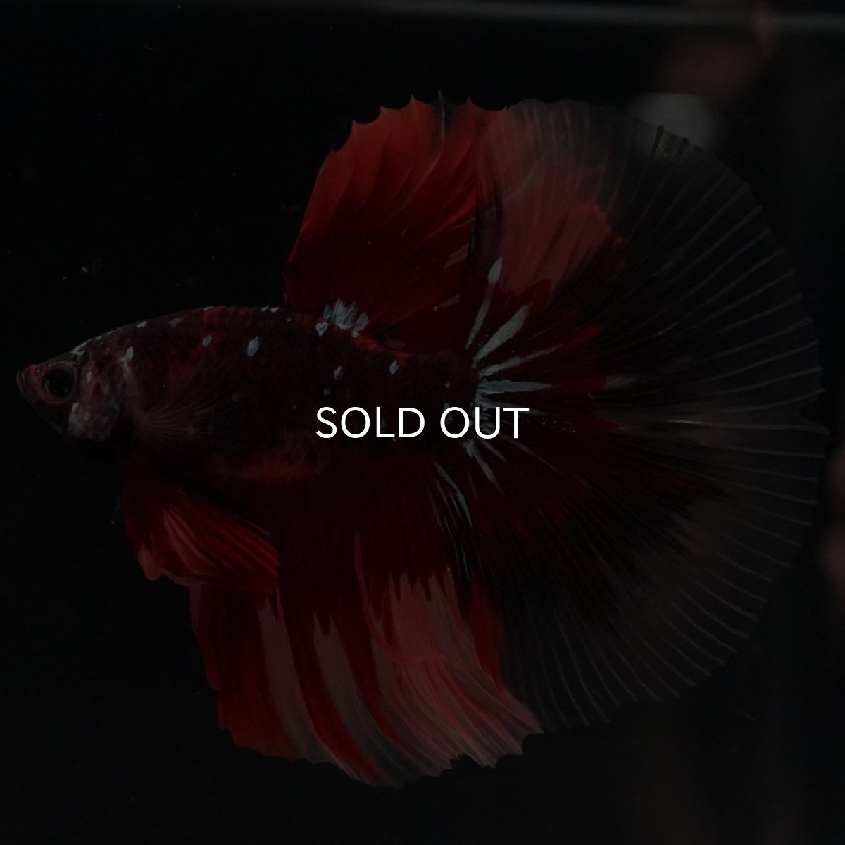 画像4: HM レッドギャラクシー クリアフィン (4)