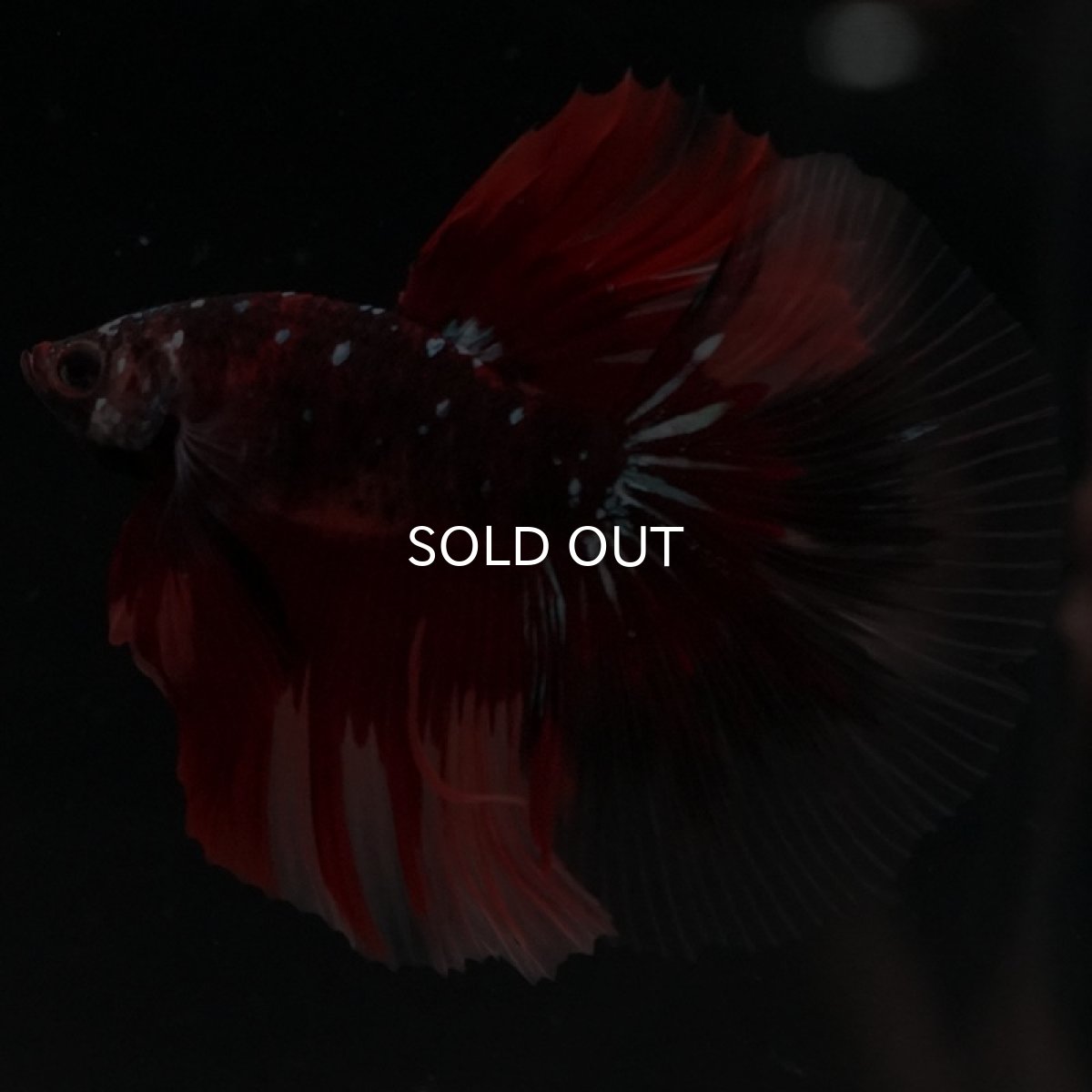 画像2: HM レッドギャラクシー クリアフィン (2)