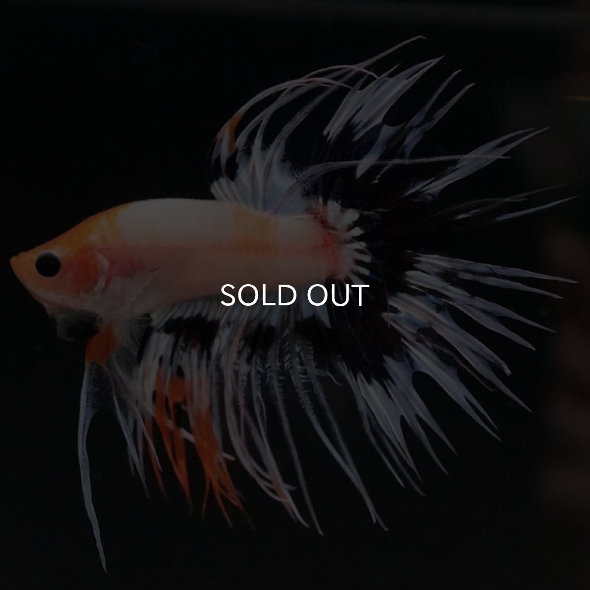 画像2: CT ファンシー (2)