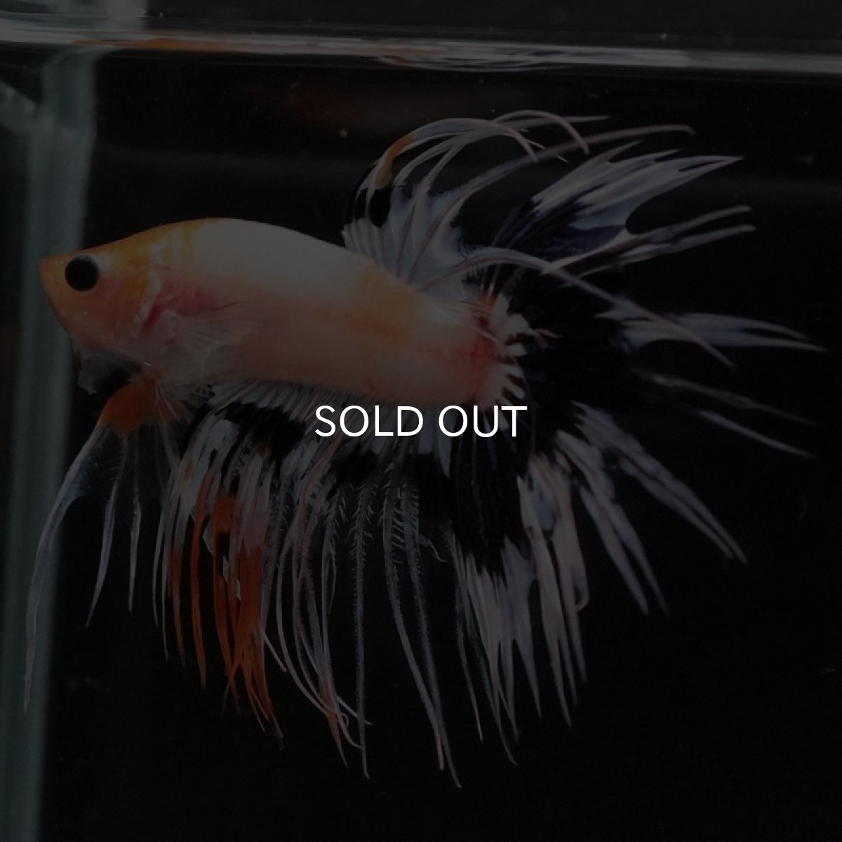 画像7: CT ファンシー (7)