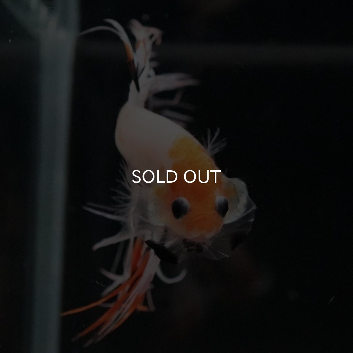 画像6: CT ファンシー (6)