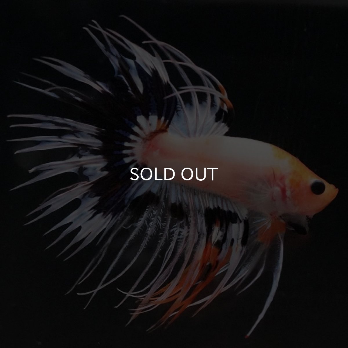 画像5: CT ファンシー (5)