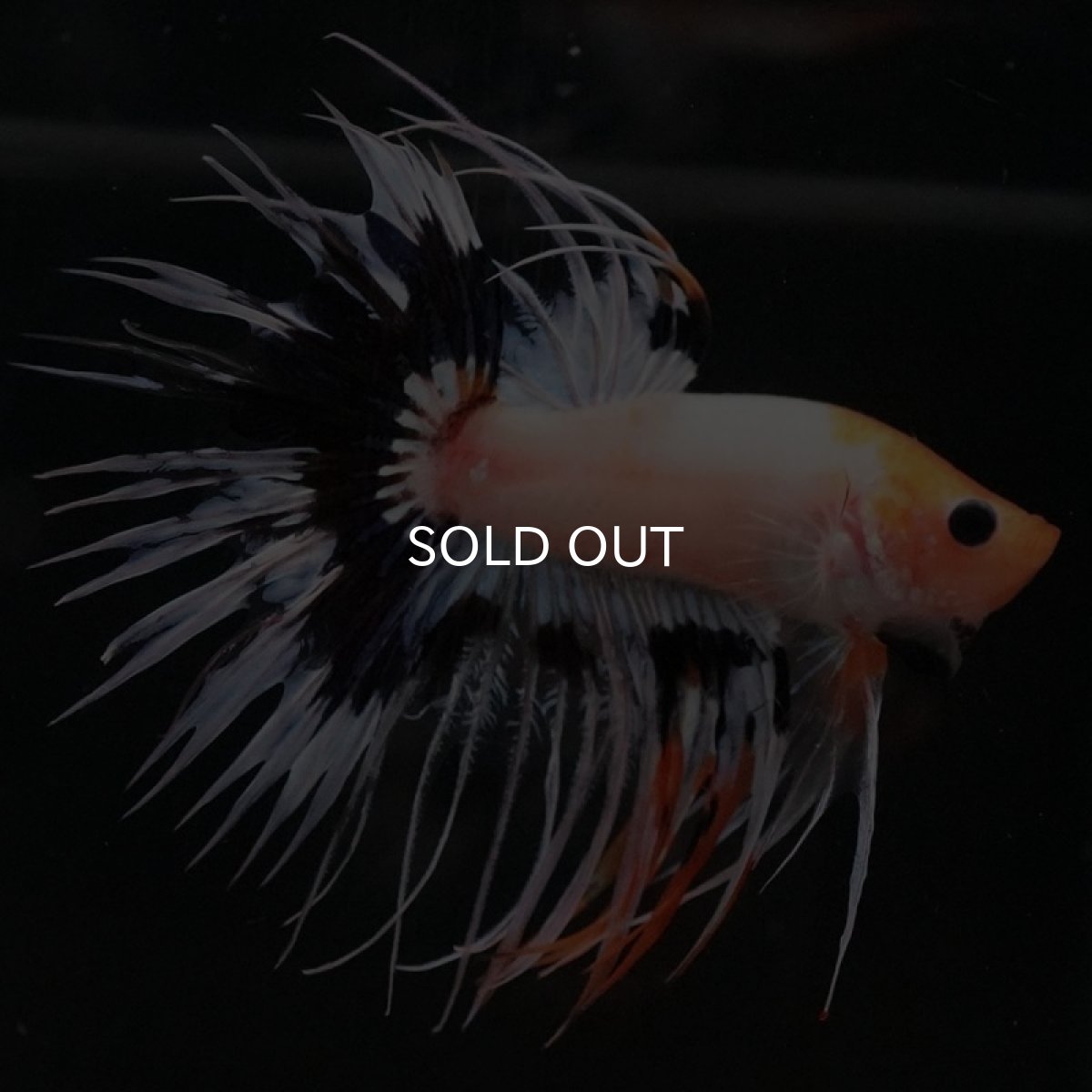 画像3: CT ファンシー (3)