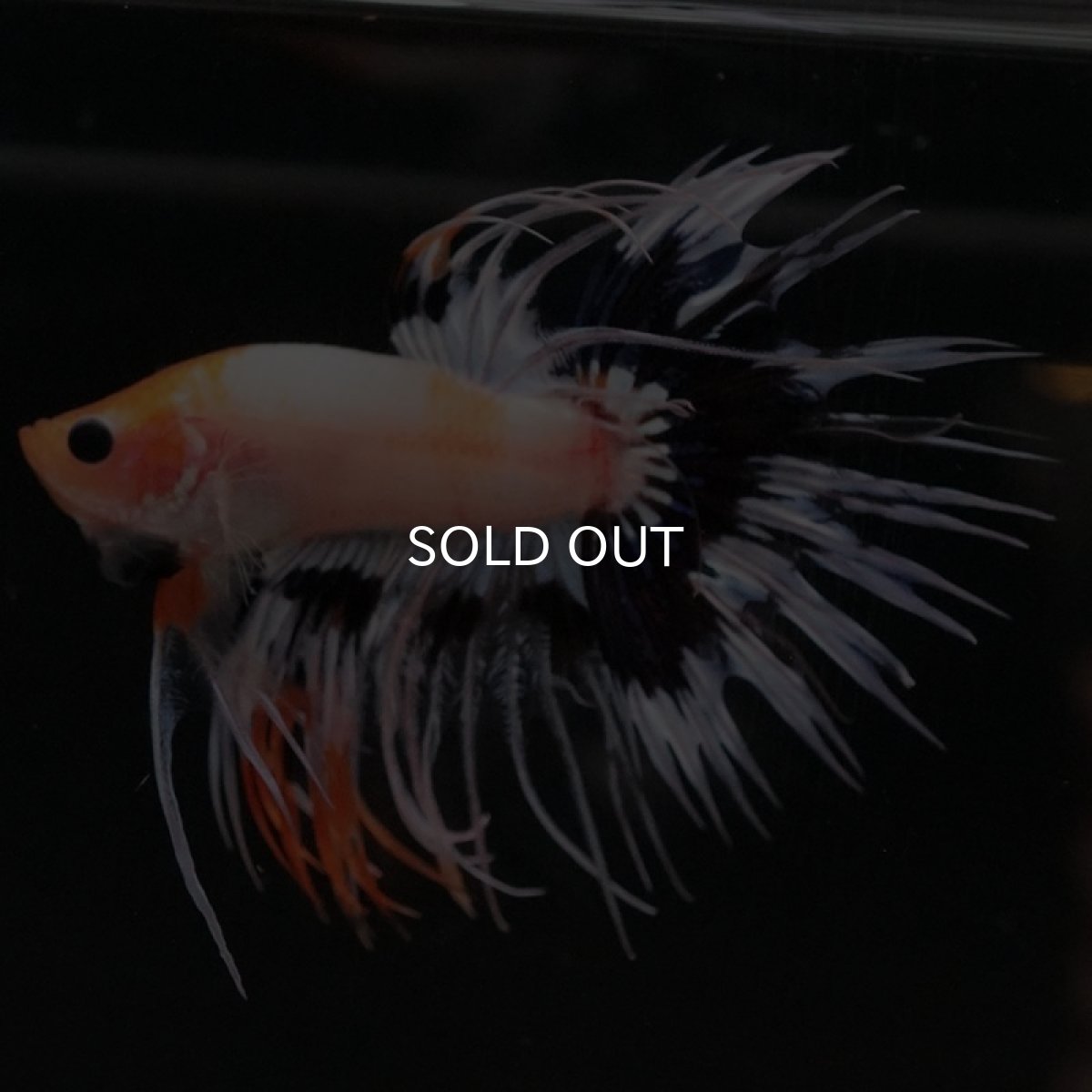 画像4: CT ファンシー (4)