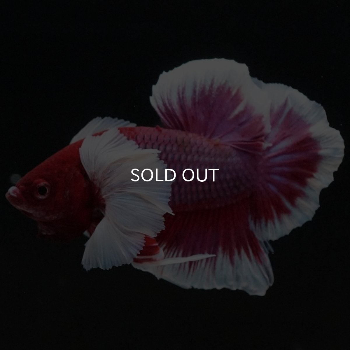 画像2: HMPK　ラベンダーバタフライダンボ (2)