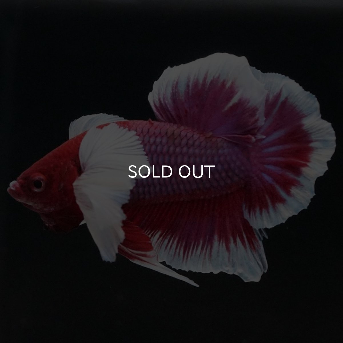 画像9: HMPK　ラベンダーバタフライダンボ (9)