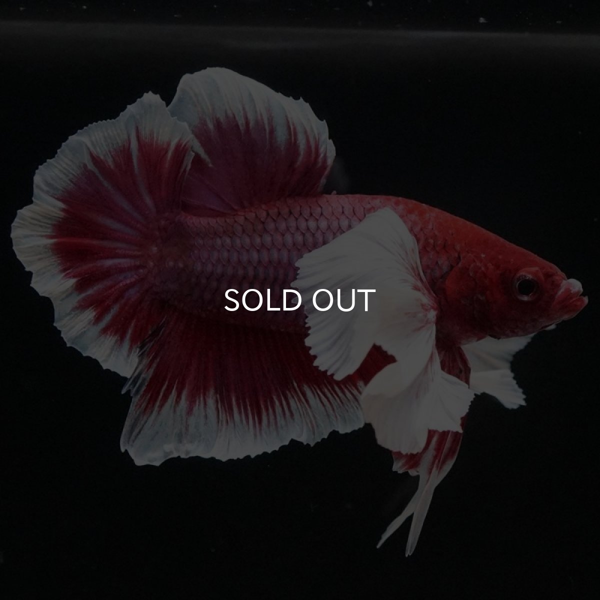 画像8: HMPK　ラベンダーバタフライダンボ (8)