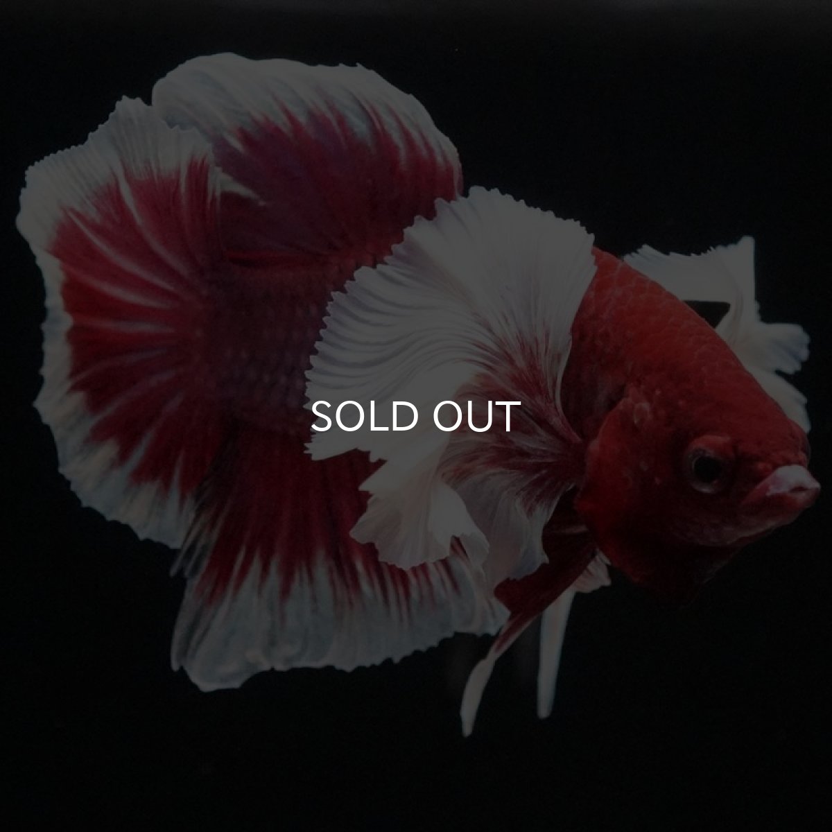 画像7: HMPK　ラベンダーバタフライダンボ (7)