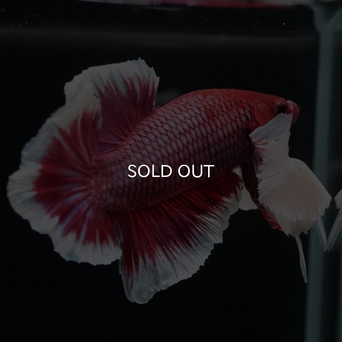 画像5: HMPK　ラベンダーバタフライダンボ (5)