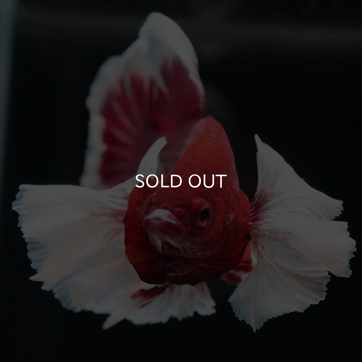 画像3: HMPK　ラベンダーバタフライダンボ (3)