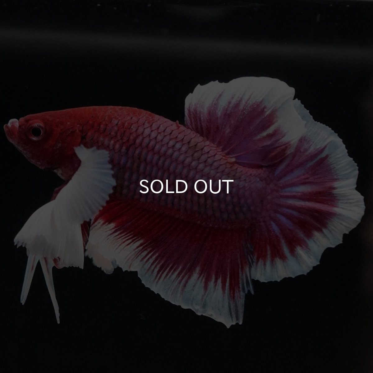 画像4: HMPK　ラベンダーバタフライダンボ (4)