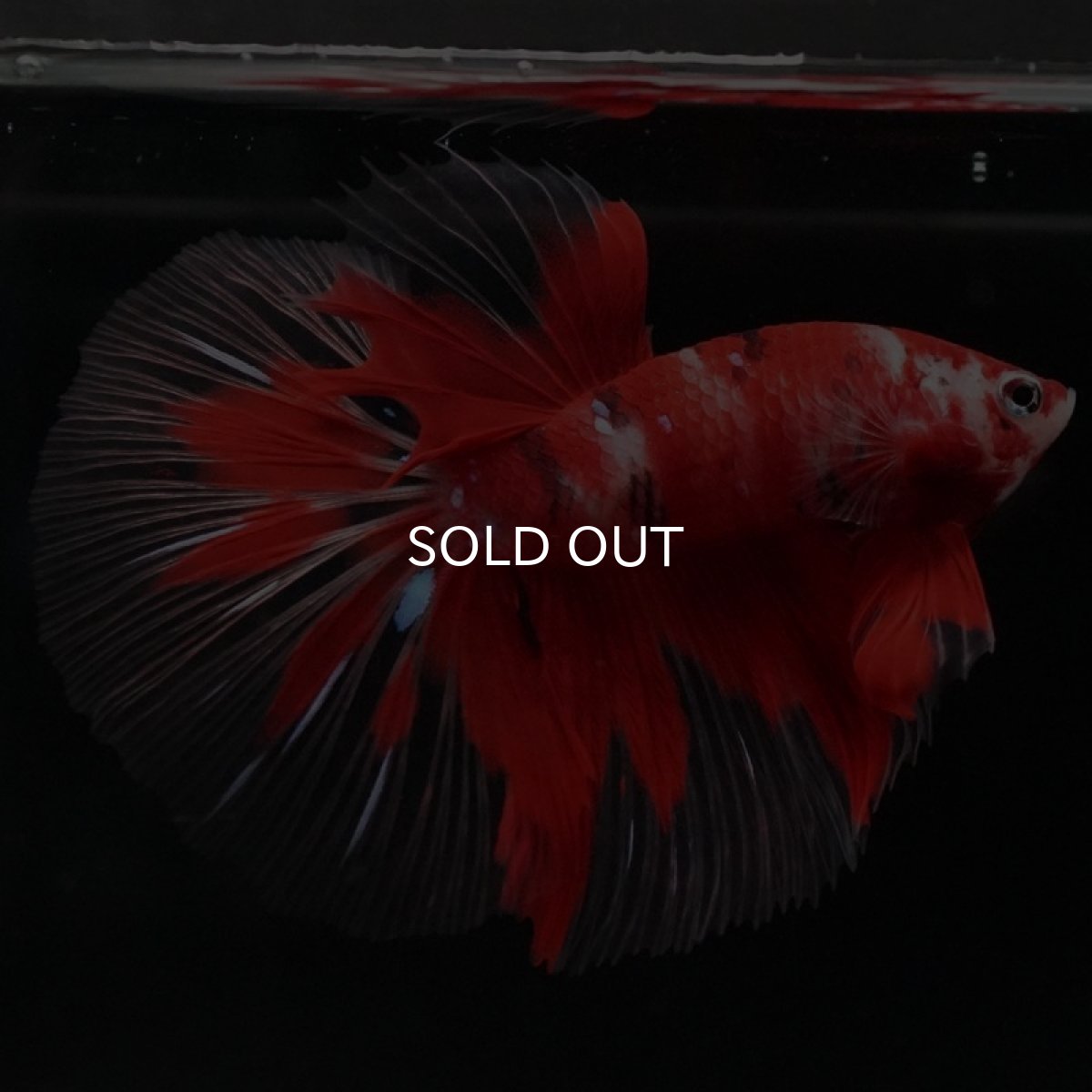 画像11: HM 鯉 クリアフィン (11)