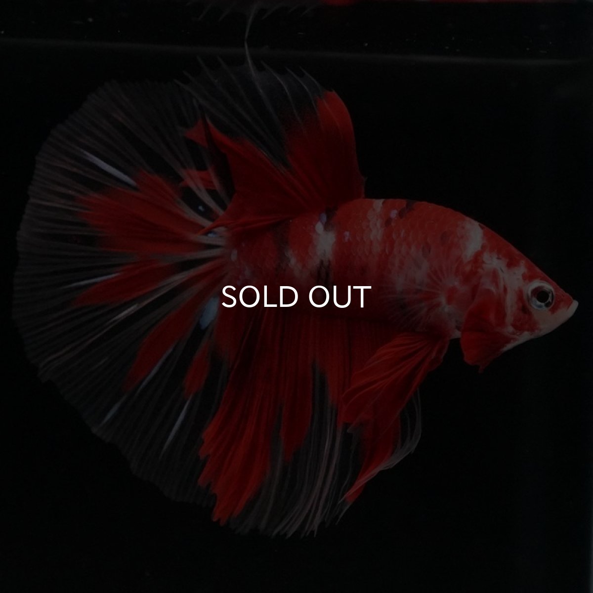 画像7: HM 鯉 クリアフィン (7)