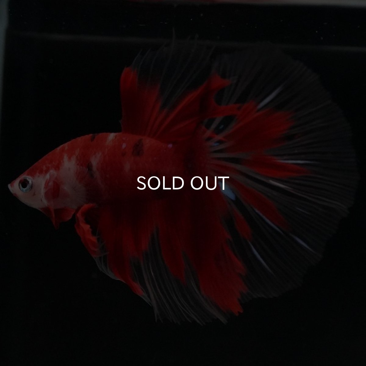 画像10: HM 鯉 クリアフィン (10)