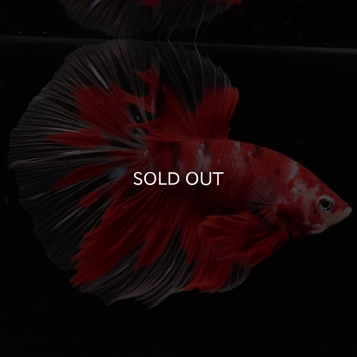 画像9: HM 鯉 クリアフィン (9)