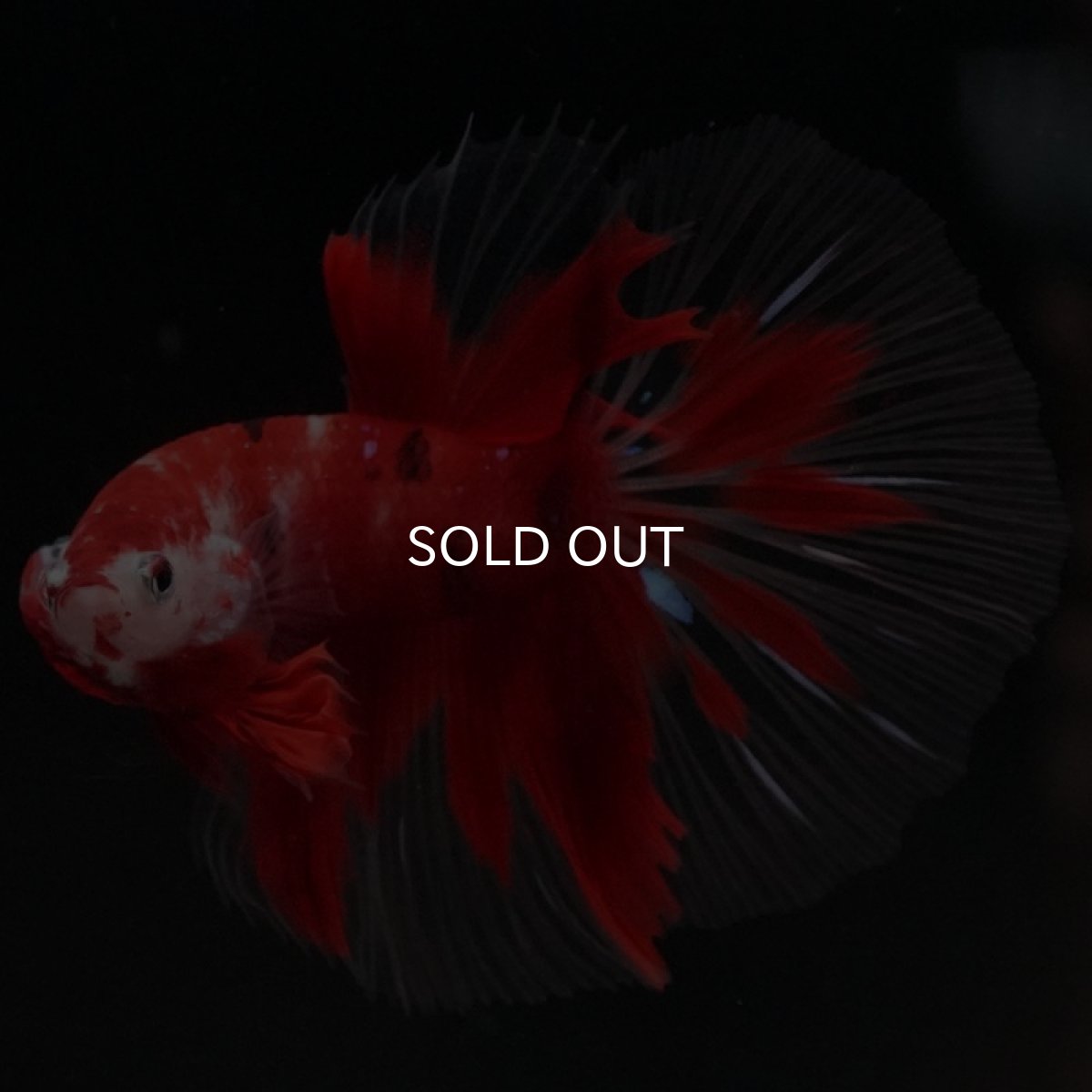 画像2: HM 鯉 クリアフィン (2)