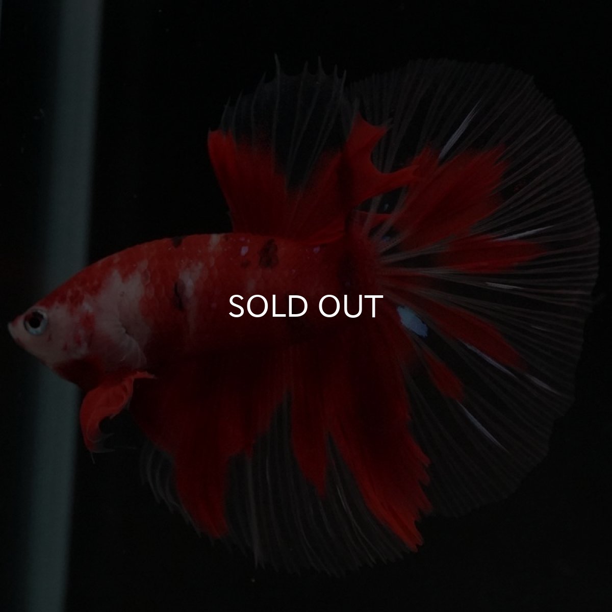 画像8: HM 鯉 クリアフィン (8)