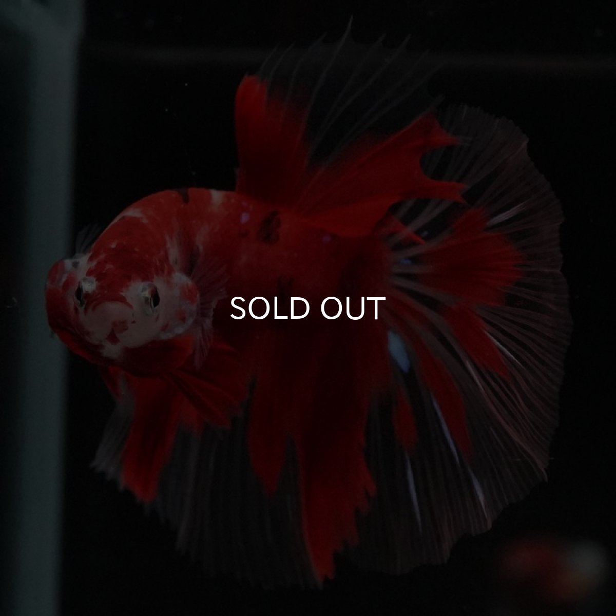 画像6: HM 鯉 クリアフィン (6)