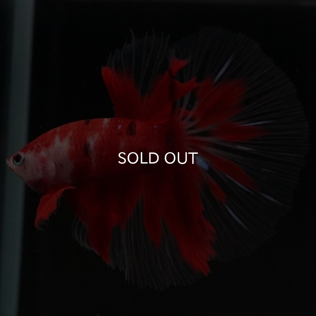 画像4: HM 鯉 クリアフィン (4)