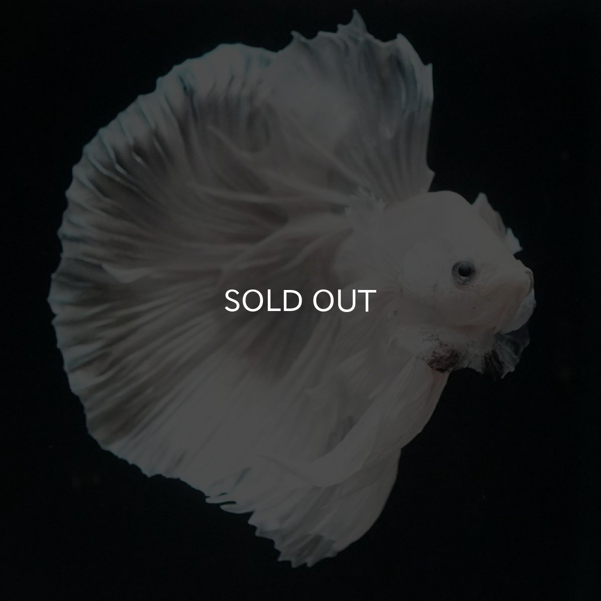 画像3: HM ホワイトダンボ (3)