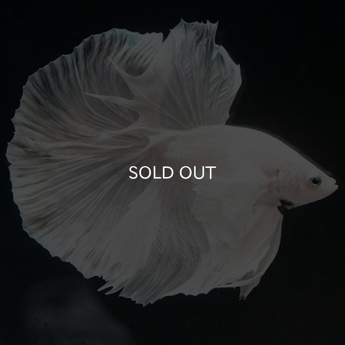 画像6: HM ホワイトダンボ (6)