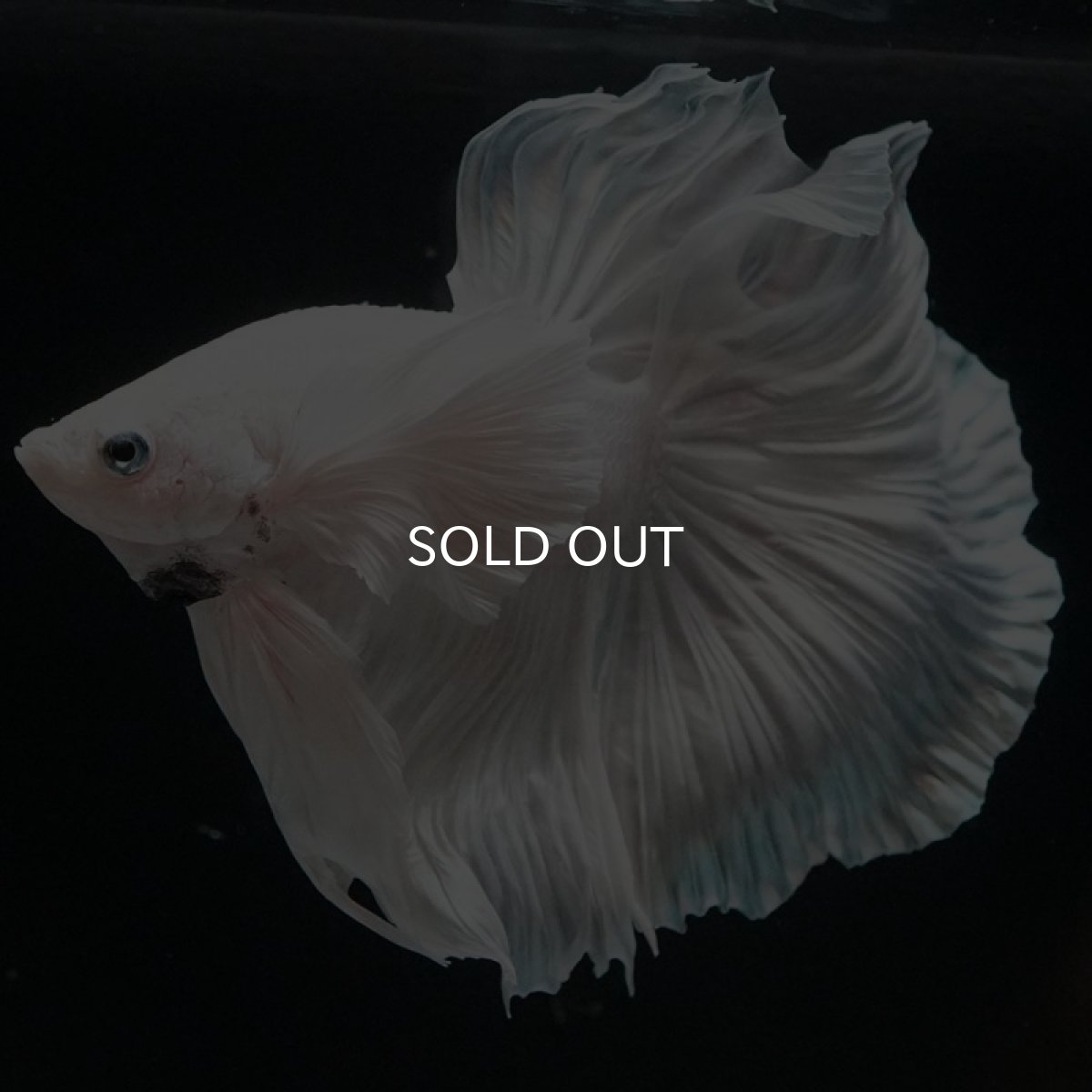 画像8: HM ホワイトダンボ (8)