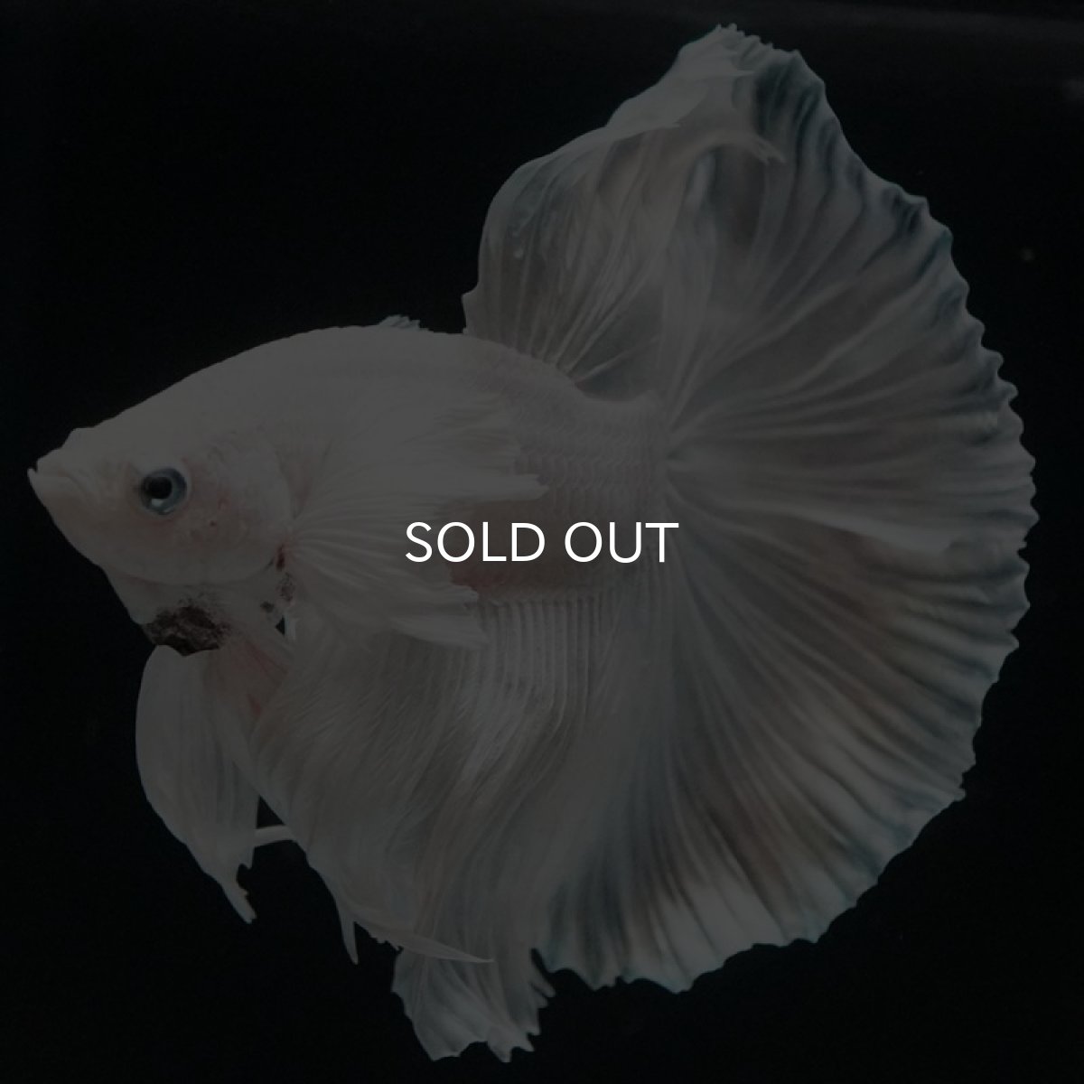 画像2: HM ホワイトダンボ (2)