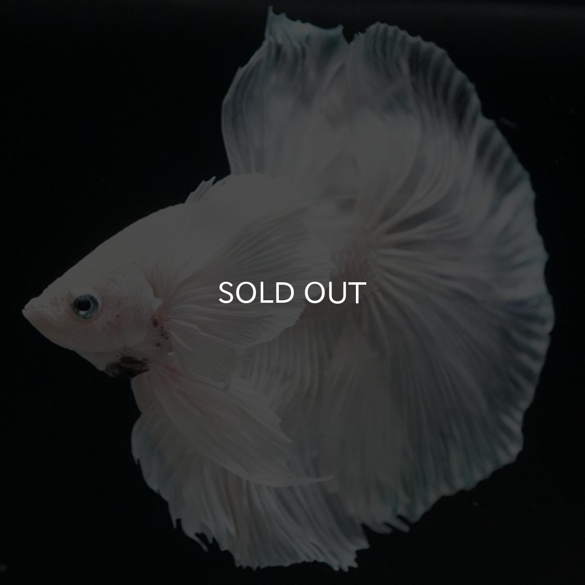 画像7: HM ホワイトダンボ (7)